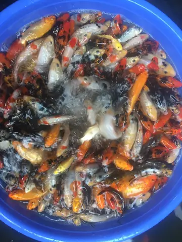 Mua Cá Koi Tại Hà Nội