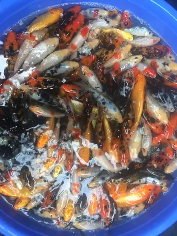 Mua Cá Koi Tại Hà Nội