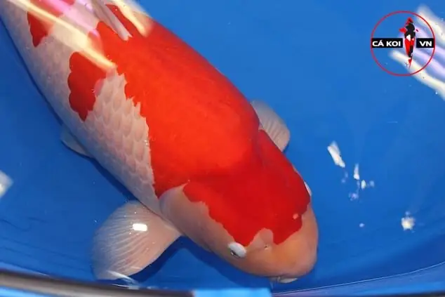 Mua Cá Koi Trung Quốc Có Tốt Không?