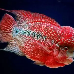 Bài Review Liên Quan: