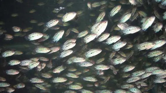 Mua Cá La Hán: Cẩm Nang Chi Tiết Về Giá Cả, Chủng Loại Và Kinh Nghiệm Chọn Mua