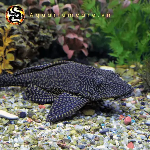 Mua Cá Lau Kiếng Cảnh