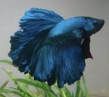 Chăm Sóc Và Nuôi Dưỡng Cá Lia Thia