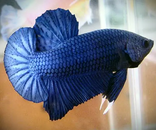 Cẩm Nang Mua Cá Lia Thia Xiêm (betta): Tiêu Chí Lựa Chọn Và Địa Chỉ Uy Tín