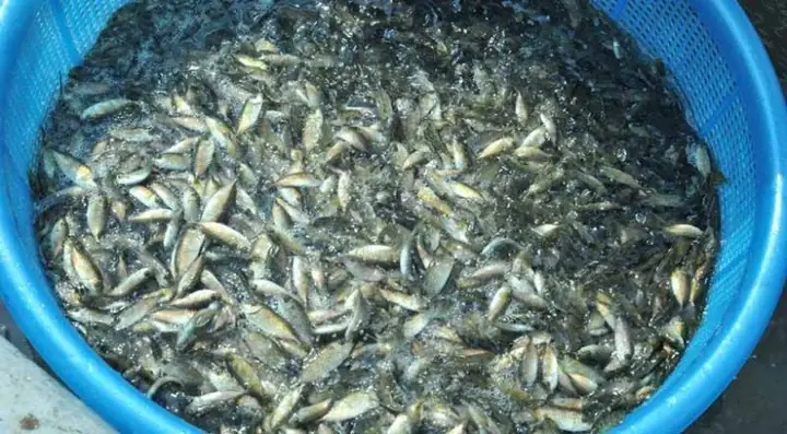 Loại Cá Này Có Đầu Nhỏ, Thân Giống Hình Thoi, Phần Bụng Có Màu Trắng Bạc.