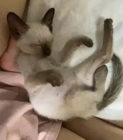 Mua Cá Mèo Miệng Rộng: Cẩm Nang Chọn Lọc Cho Người Mới