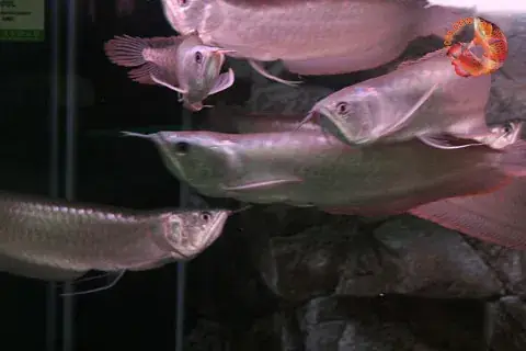 Ban Ca Rong Ngan Long