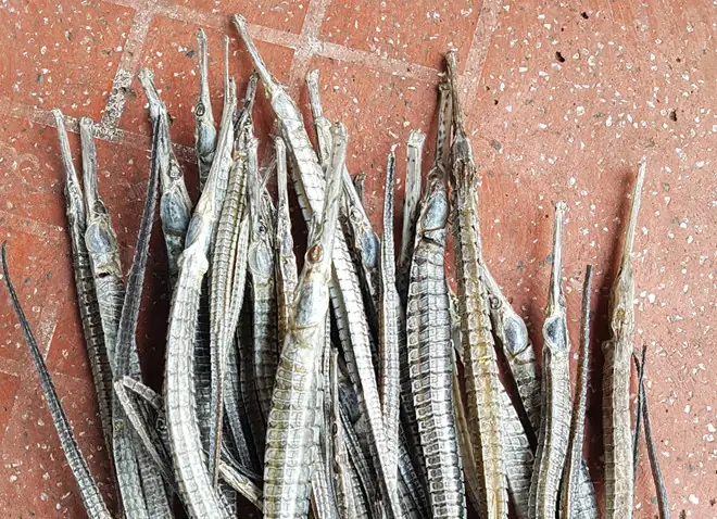 Kinh Nghiệm Vàng Khi Mua Cá Ngựa Cảnh: Hướng Dẫn Từ A-z Cho Người Mới