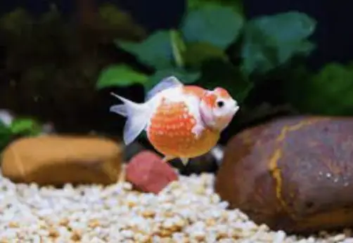 Các Yếu Tố Ảnh Hưởng Đến Giá Cá Ping Pong