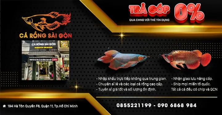 Cá Rồng Sài Gòn