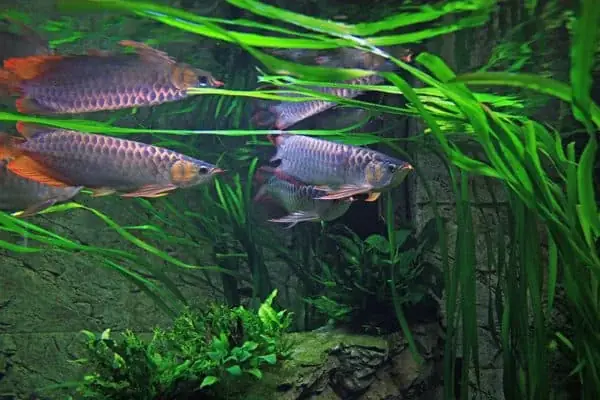 Môi Trường Sống Của Cá Rồng