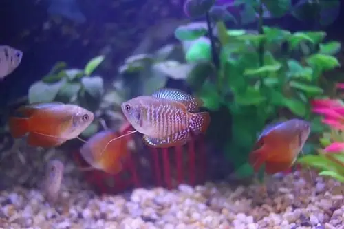 Môi Trường Nước Để Nuôi Cá Vạn Long