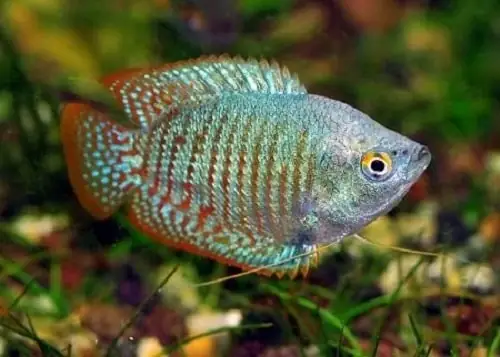 Cá Sặc Gấm Được Tìm Thấy Ở Đâu?