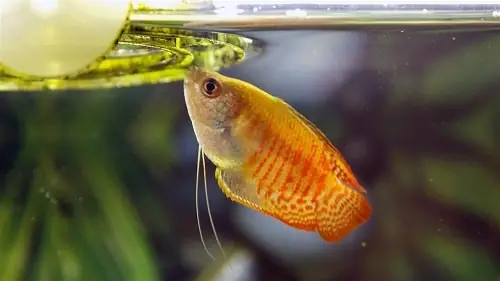 Cá Sặc Gấm Sinh Sản Như Thế Nào?