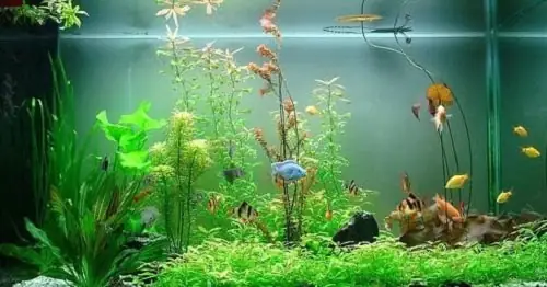 Có Thể Nuôi Chung Cá Sặc Gấm Với Loài Cá Nào?