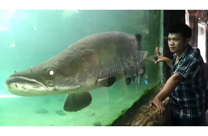 Mô Hình Nuôi Cá Tai Tượng Da Beo: Hướng Dẫn Từ A Đến Z Cho Người Mới Bắt Đầu