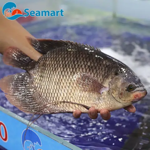 Mua Cá Tai Tượng