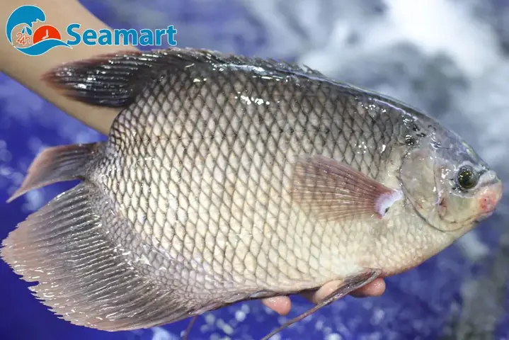 Tại Sao Cá Tai Tượng Có Giá Trị Dinh Dưỡng Tốt ?