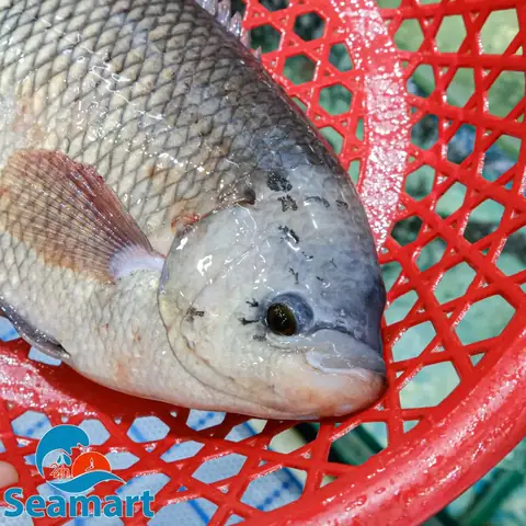 Mua Cá Tai Tượng