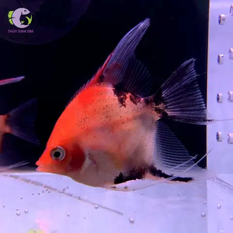 Môi Trường Sống Của Cá Thần Tiên Red Devil