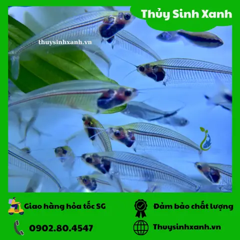 Mua Cá Thủy Tinh