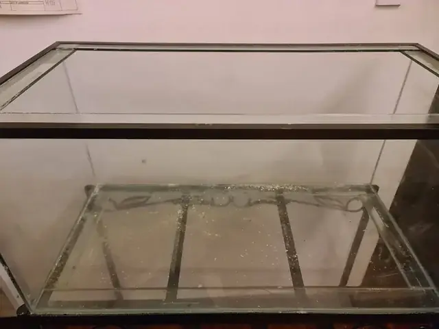 Mua Cá Thủy Tinh: Hướng Dẫn Chọn Mua, Chăm Sóc Và Nuôi Sinh Sản