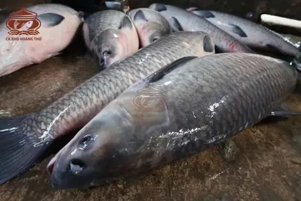 Món Ăn Ngon Từ Cá Trắm Đen