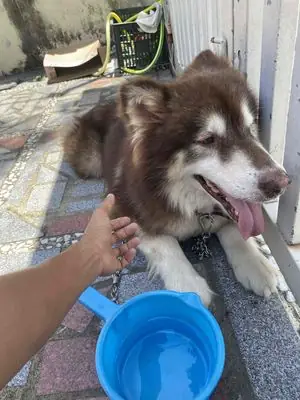 Tóm Tắt Nhanh Các Bước Chọn Mua Chó Alaska Tại Huế Tóm Tắt Nhanh Các Bước Chọn Mua Chó Alaska Tại Huế