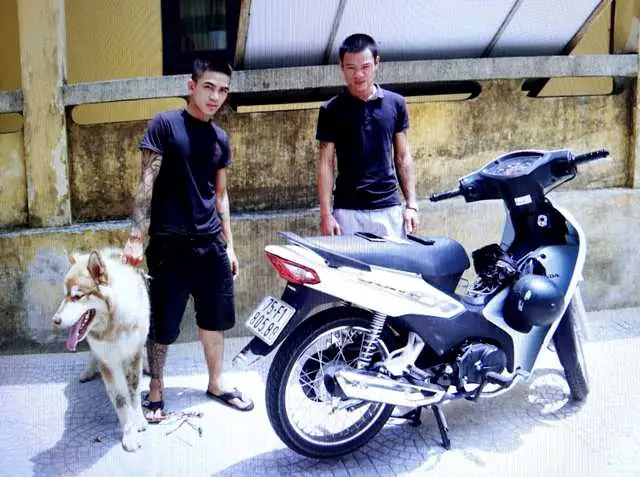 Mua Chó Alaska Ở Huế Mua Chó Alaska Ở Huế