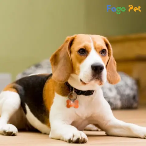Ưu Điểm Khi Lựa Chọn Mua Chó Beagle Tại Fago Pet