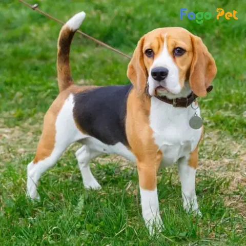 Những Lý Do Bạn Nên Nuôi Chó Beagle