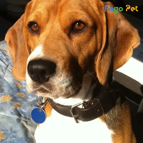 Giá Bán Chó Beagle Là Bao Nhiêu