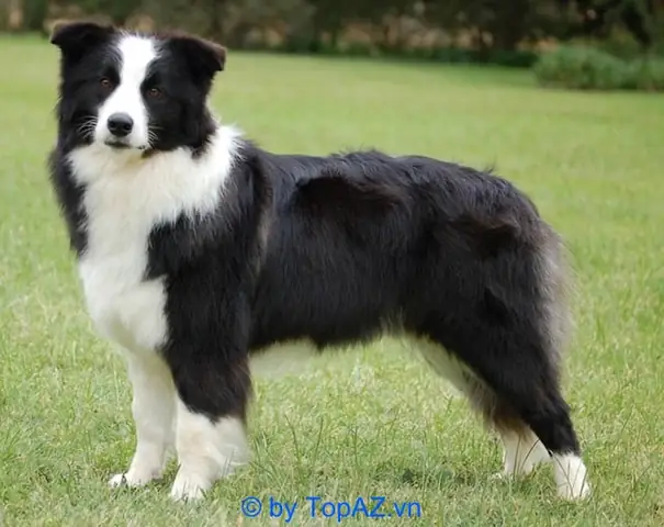 Mua Chó Border Collie Ở Tphcm: Hướng Dẫn Chi Tiết Từ A-z