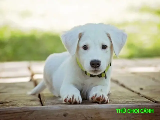 Lưu Ý Quan Trọng Khi Chọn Mua Chó: