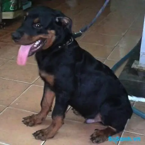 Mua Chó Cảnh Nào Giá Rẻ Dưới 1 Triệu Đồng?