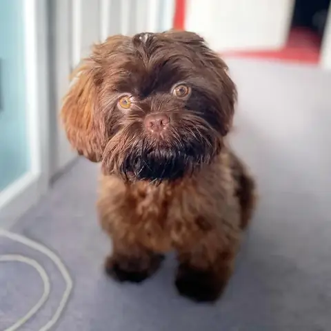 Hướng Dẫn Mua Chó Con Dễ Thương: Bí Quyết Chọn Chú Cún Ưng Ý Và Phù Hợp Với Bạn Hướng Dẫn Mua Chó Con Dễ Thương: Bí Quyết Chọn Chú Cún Ưng Ý Và Phù Hợp Với Bạn