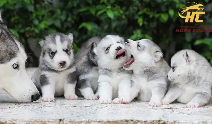 Hướng Dẫn Mua Chó Con Ở Đâu: Kinh Nghiệm Chọn Giống, Chăm Sóc Và Bảo Vệ Sức Khỏe