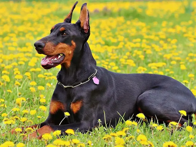 Mua Chó Doberman Thuần Chủng Mua Chó Doberman Thuần Chủng