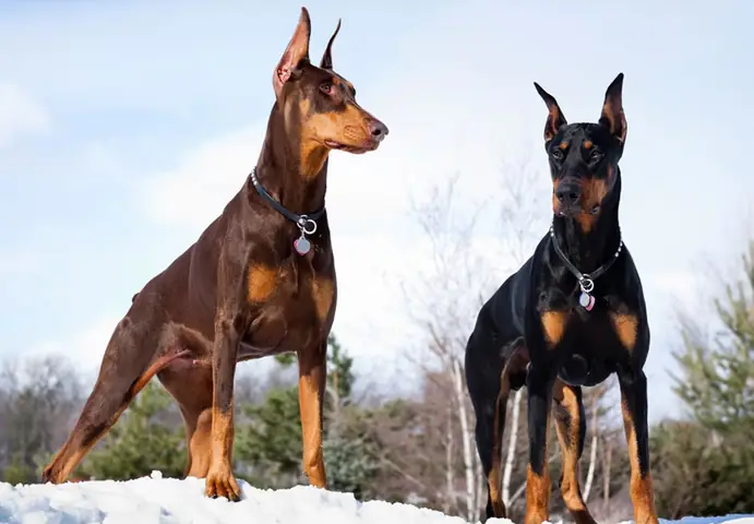 Mua Chó Doberman Thuần Chủng Mua Chó Doberman Thuần Chủng