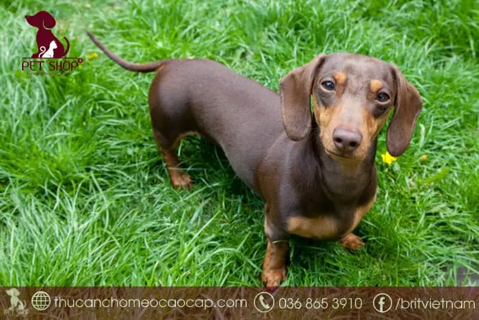 Mua Chó Lạp Xưởng Ở Hà Nội: Hướng Dẫn Chi Tiết Từ A-z