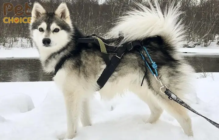 Thế Nào Là Chó Alaska Thuần Chủng?