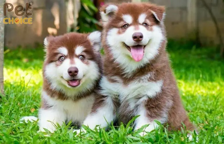 Chó Alaska Giá 7-10 Triệu
