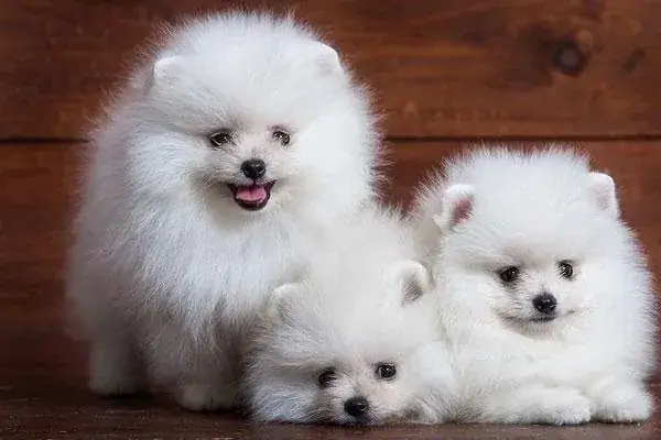 Mua Chó Nhật Tại Hà Nội Ở Đâu Uy Tín, Chất Lượng Tốt Nhất?