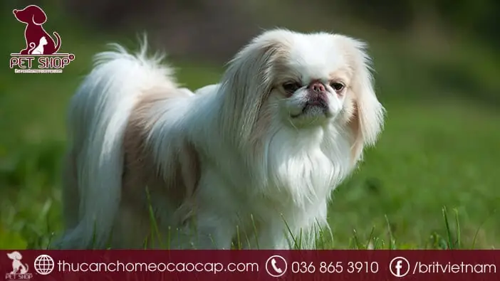 Mua Chó Nhật Tại Hà Nội Ở Đâu Uy Tín, Chất Lượng Tốt Nhất?