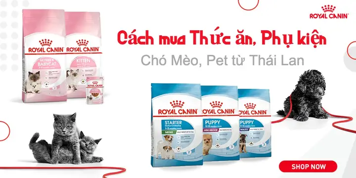 Nhu Cầu Mua Thức Ăn, Phụ Kiện Cho Chó Mèo, Pet Từ Thái Lan Nhu Cầu Mua Thức Ăn, Phụ Kiện Cho Chó Mèo, Pet Từ Thái Lan