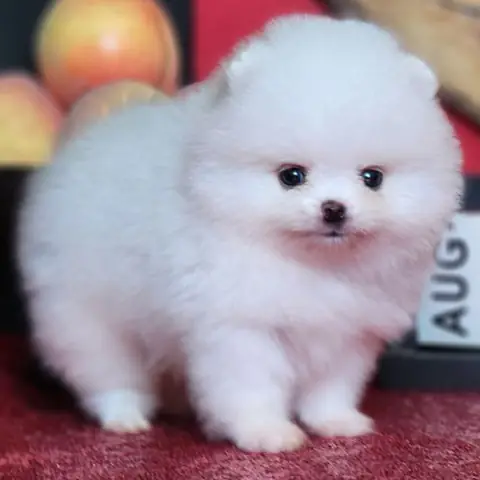 Checklist Chọn Mua Chó Phốc Sóc Thuần Chủng