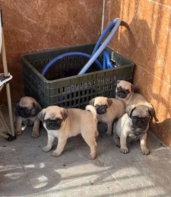 Mua Chó Pug Đà Nẵng: Hướng Dẫn Chi Tiết Để Chọn Được Bé Cún Ưng Ý