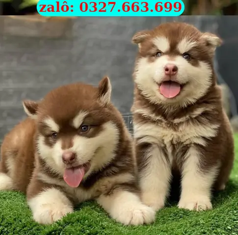 Mua Chó Pug Đà Nẵng: Hướng Dẫn Chi Tiết Để Chọn Được Bé Cún Ưng Ý