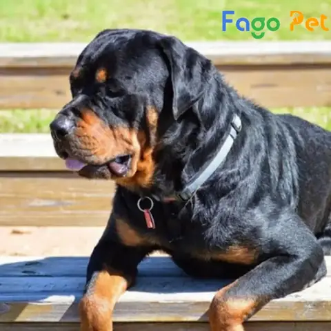 Ưu Điểm Khi Lựa Chọn Mua Chó Rottweiler Dòng Đại Tại Fago Pet
