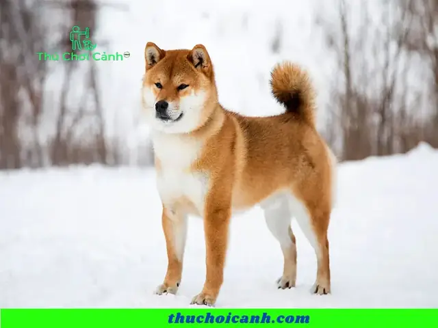 Phân Tích Giá Cả